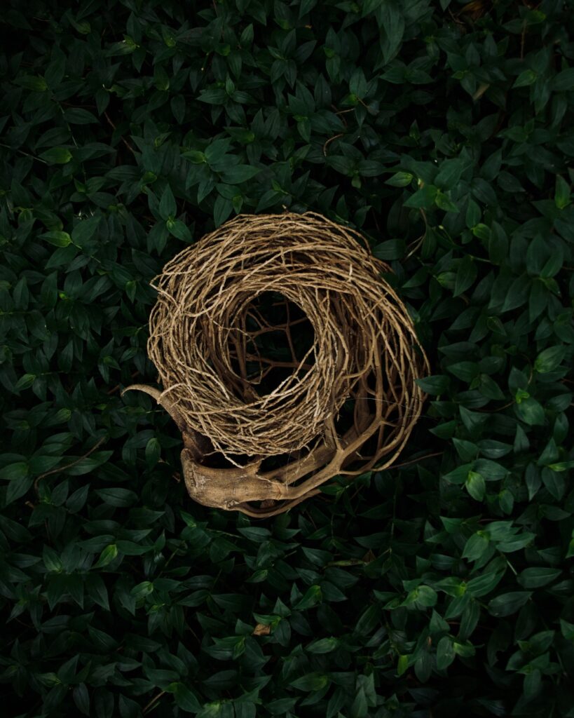 Nature-inspired sculptural artwork by Sarah Norton featuring a woven nest form against green foliage